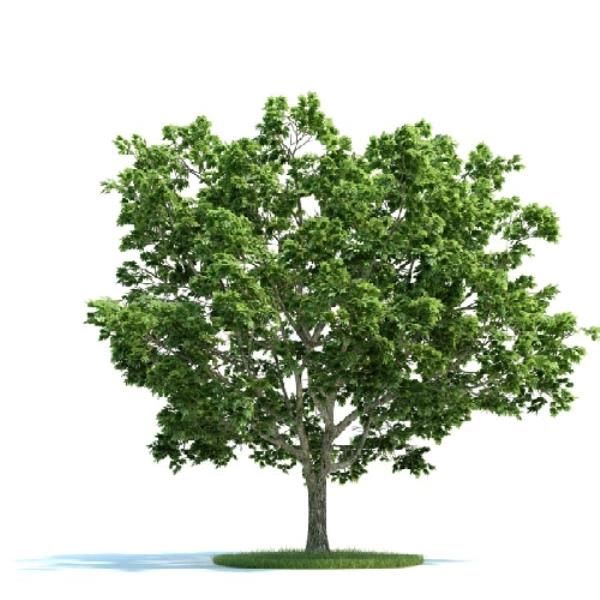 درخت - دانلود مدل سه بعدی درخت - آبجکت سه بعدی درخت - دانلود آبجکت سه بعدی درخت -دانلود مدل سه بعدی fbx - دانلود مدل سه بعدی obj -Tree 3d model free download  - Tree 3d Object - Tree OBJ 3d models - Tree FBX 3d Models